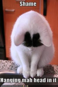 When isn't a cat photo amusing?