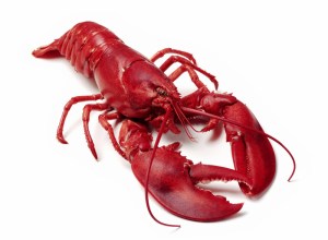 lobster