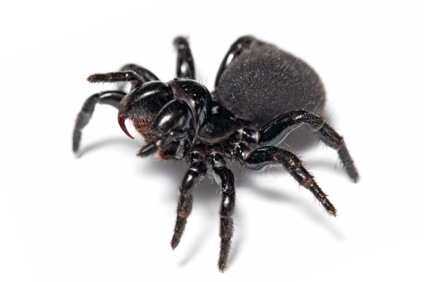 Except when it comes to spiders...I am very willing to be rescued from them....so what if it's cliched?!