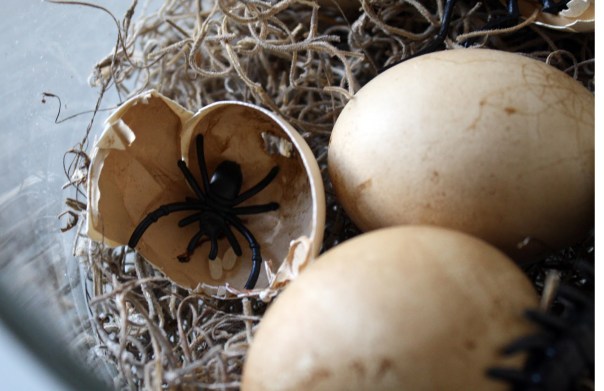 Or eggs with spiders! that would be TERRIFYING!
